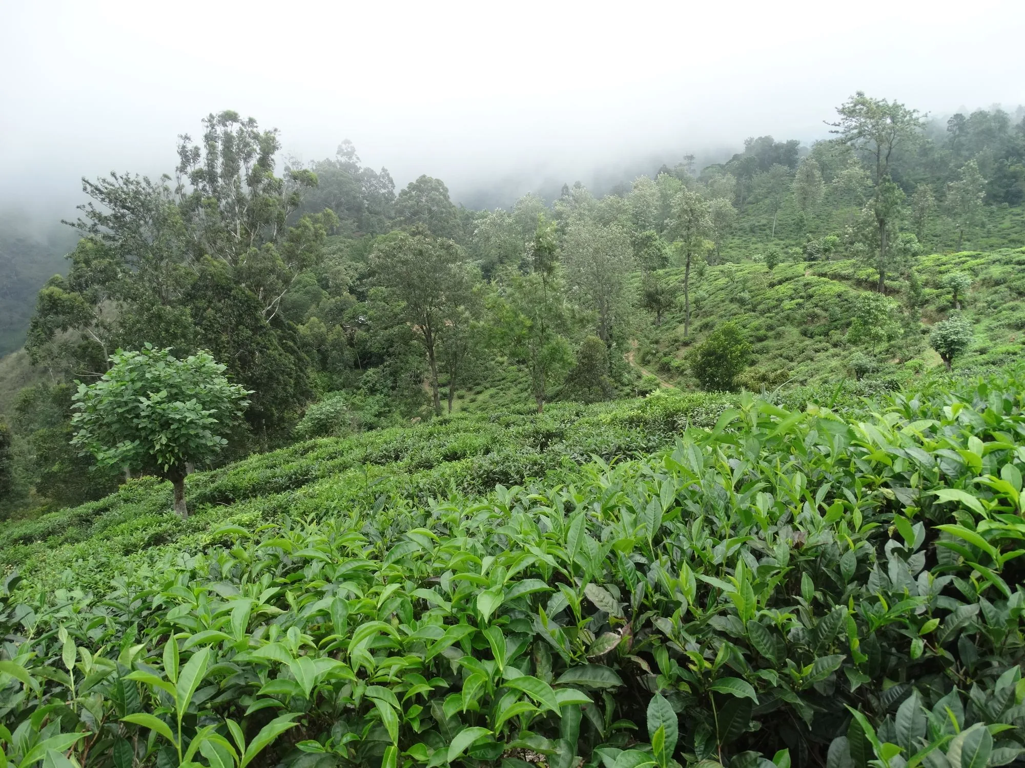 Tea Country